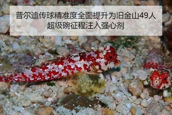 普尔迪传球精准度全面提升为旧金山49人超级碗征程注入强心剂