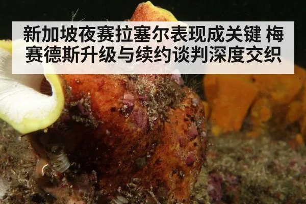新加坡夜赛拉塞尔表现成关键 梅赛德斯升级与续约谈判深度交织
